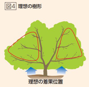 理想の樹形（アグリnavi 2023年2月）