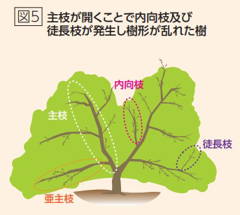 主枝が開くことで内向枝及び徒長枝が発生し樹形が乱れた樹（アグリnavi 2023年2月）